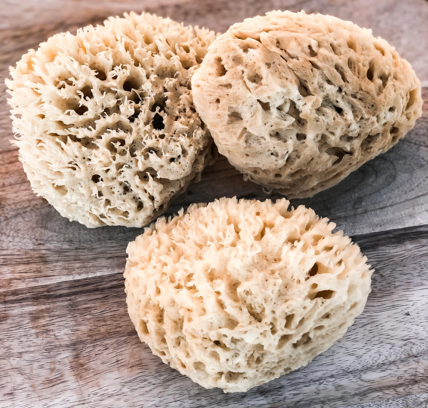 Natural Sea Body Sponges