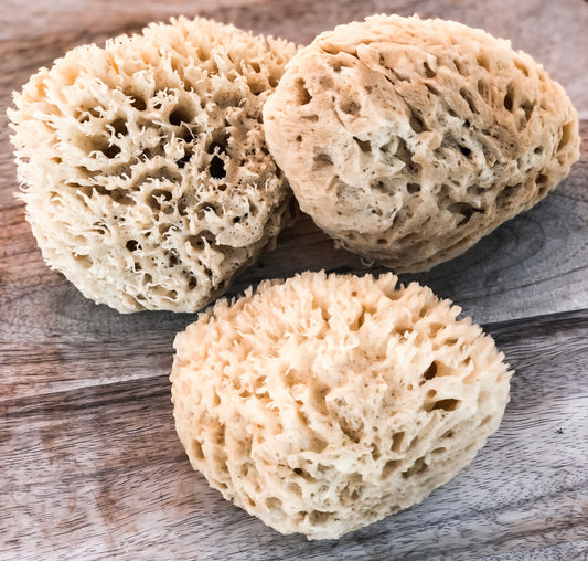 Natural Sea Body Sponges